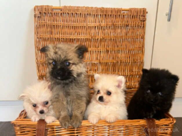 Pomeranians for sale in Southwark, London