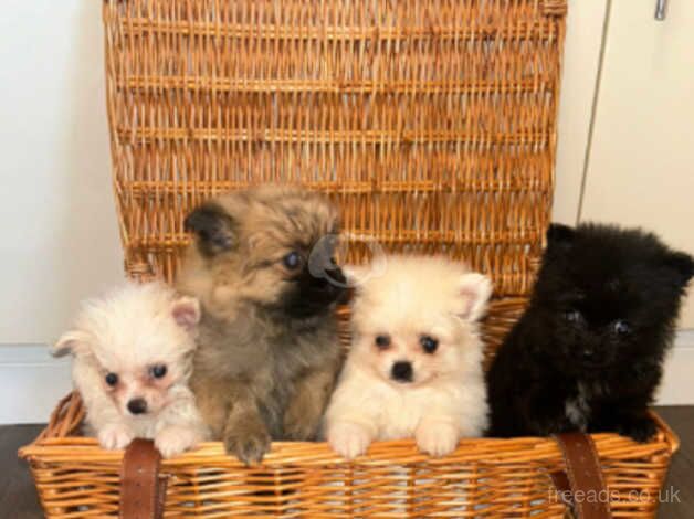 Pomeranian Puppies for sale in London