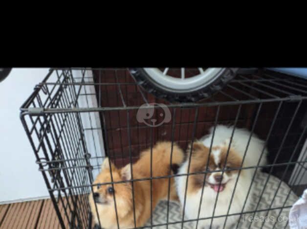 Pomeranian Puppies for sale