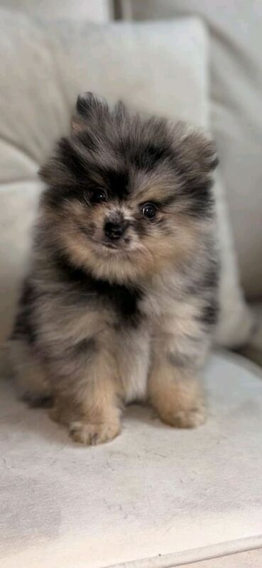 Pomeranian puppys for sale in South Shields, Tyne and Wear - Image 2