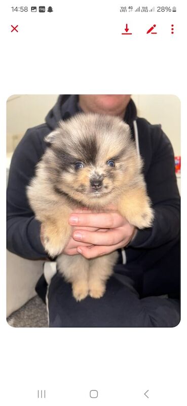 Pomeranian puppys for sale in South Shields, Tyne and Wear - Image 3