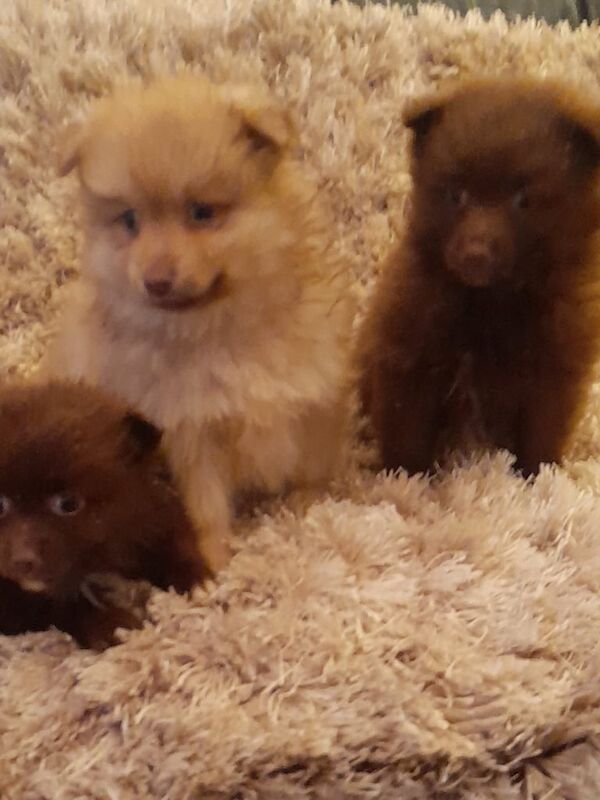 Pomeranian puppy's for sale in Belfast, County Antrim