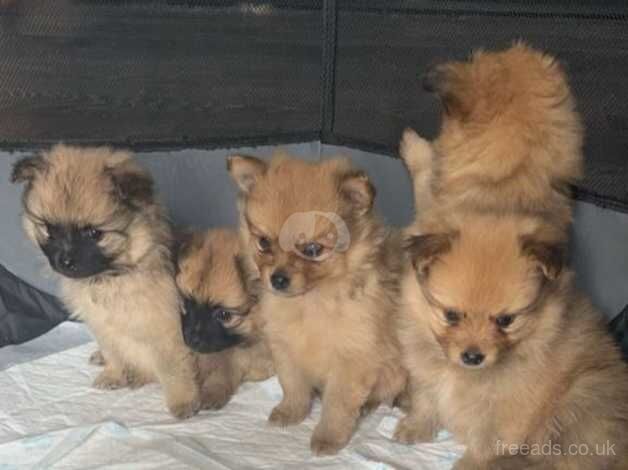 Pomeranian puppys boys and girls ready to leave now for sale in Dagenham, Barking & Dagenham, Greater London