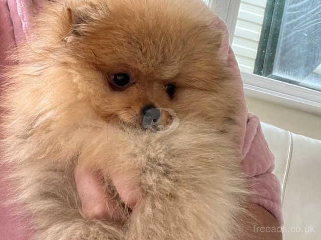 Pomeranian puppys for sale in Peterborough, Cambridgeshire