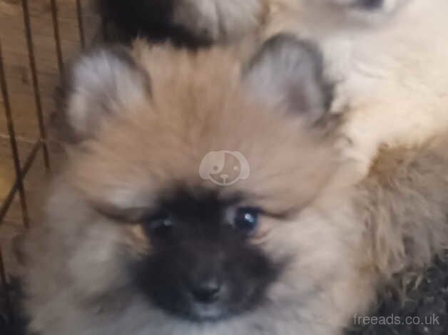 Pomeranian pups for sale in Greenwich, Greenwich, Greater London