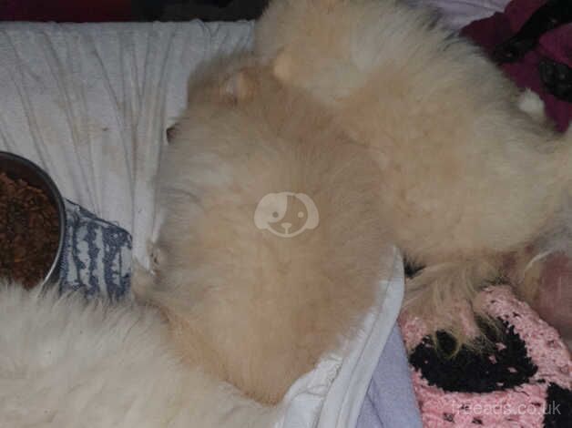 Pomeranian pups for sale in Horsham, West Sussex