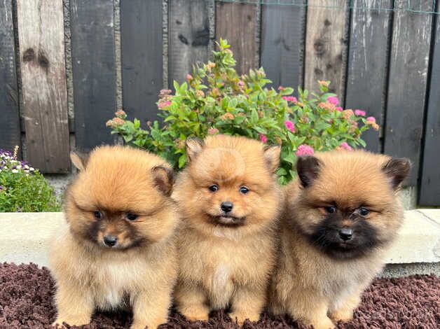 Pomeranian pups for sale in Newry and Mourne, Newry and Mourne