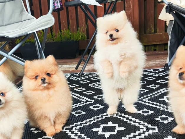 Pomeranian pups RARE BLUE EYE for sale in Warrington, Cheshire