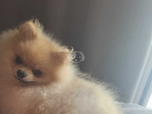 Pomeranian stunning boy for sale in Hayle, Cornwall