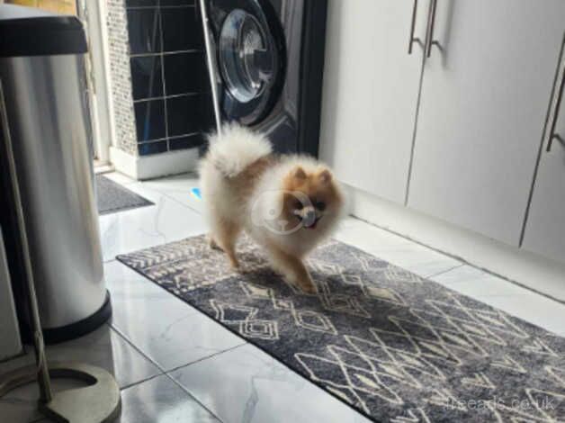 Pomeranian stunning boy for sale in Hayle, Cornwall - Image 2