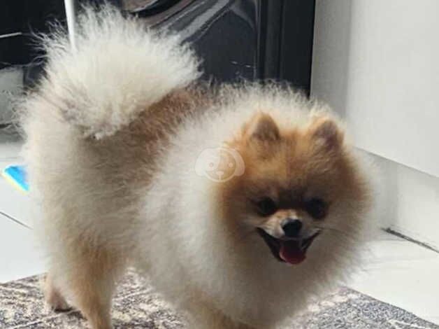 Pomeranian stunning boy for sale in Hayle, Cornwall - Image 3