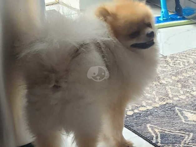 Pomeranian stunning boy for sale in Hayle, Cornwall - Image 4