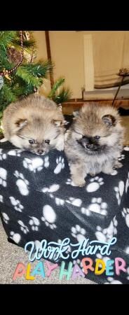 Pomeranian teacup puppys ready today for their new homes for sale in Birmingham, West Midlands - Image 2