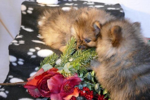 Pomeranian teacup puppys ready today for their new homes for sale in Birmingham, West Midlands - Image 5