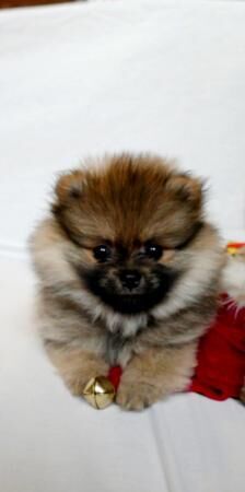 Pomeranian teacup puppys ready today for their new homes for sale in Birmingham, West Midlands - Image 6