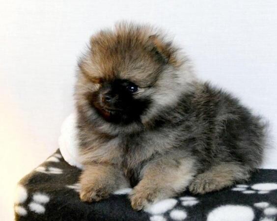 Pomeranian teacup puppys ready today for their new homes for sale in Birmingham, West Midlands - Image 7