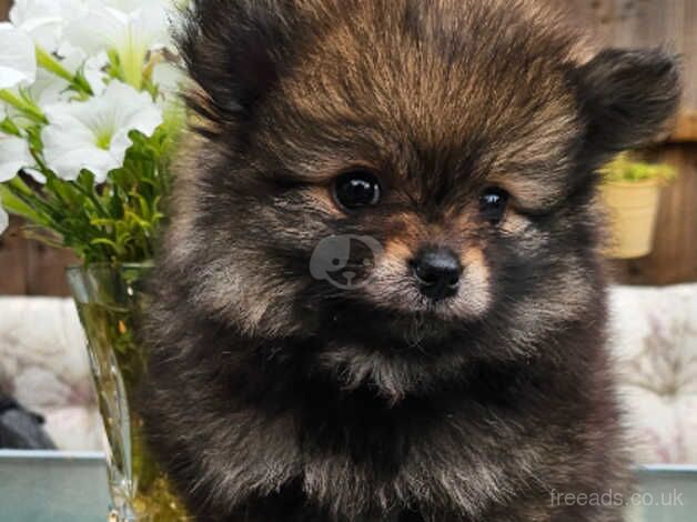 Pomeranian Teddy Bear Girls for sale in Ardleigh Green, Havering, Greater London - Image 5