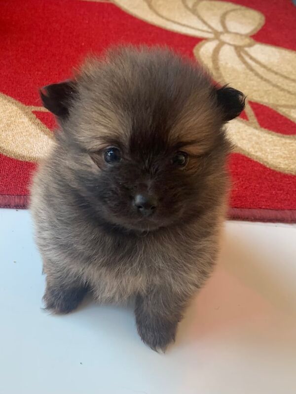 Pomeranian teddy puppys for sale in Hornsey, Haringey, Greater London