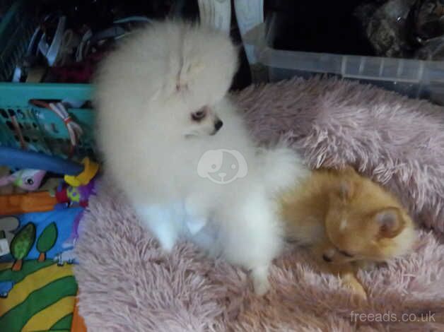 Pomeranian tiny girl for sale in Chingford, Waltham Forest, Greater London - Image 2