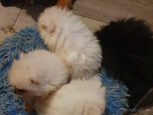 Pomeranian white boys ready Tuesday for sale in Horsham, Worcestershire