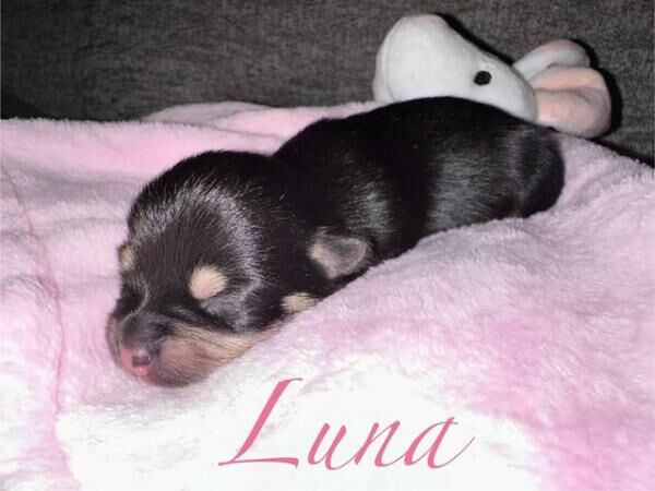 Pomeranian X chihuahua puppies for sale in Manchester, Greater Manchester