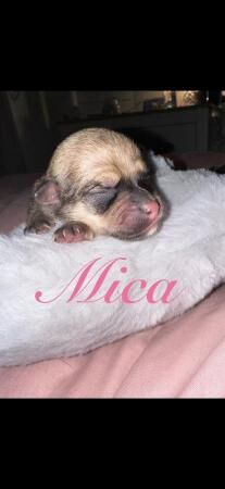 Pomeranian X chihuahua puppies for sale in Manchester, Greater Manchester - Image 5