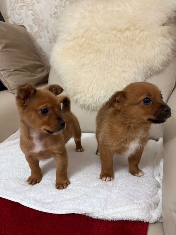 Pomeranian x Chihuahua puppies for sale in Paisley, Renfrewshire