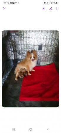 Pomeranian x chihuahua puppies only 2 left 1 female 1 male for sale in Stowmarket, Suffolk