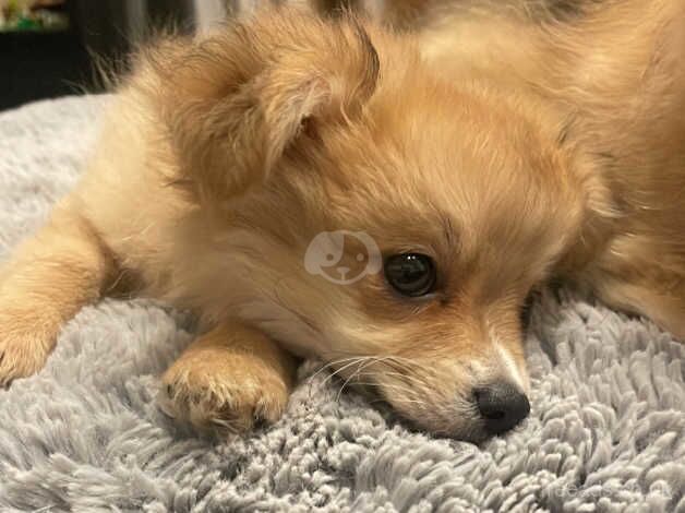 Pomeranian X Chihuahua puppies, two boys for sale in Carterton, Oxfordshire