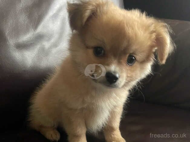 Pomeranian X Chihuahua puppies, two boys for sale in Carterton, Oxfordshire - Image 2