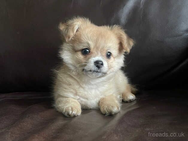 Pomeranian X Chihuahua puppies, two boys for sale in Carterton, Oxfordshire - Image 3