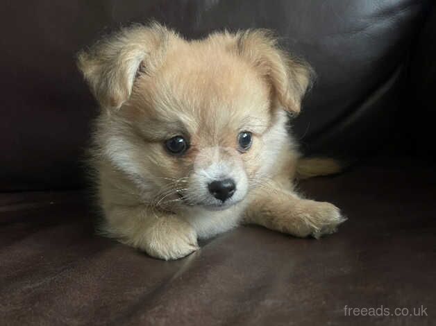 Pomeranian X Chihuahua puppies, two boys for sale in Carterton, Oxfordshire - Image 4