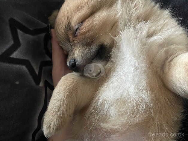 Pomeranian X Chihuahua puppies, two boys for sale in Carterton, Oxfordshire - Image 5