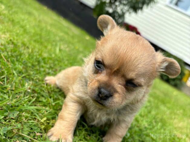 Pomeranian x French bulldog for sale in Tonbridge, Kent