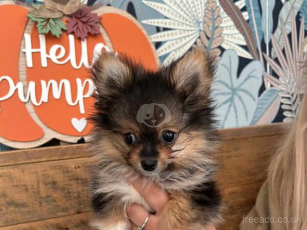 Pomeranian x for sale in Bishop's Hull, Somerset