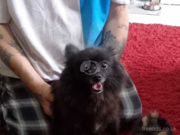 Pomeranian x for sale in Bishop's Hull, Somerset - Image 4