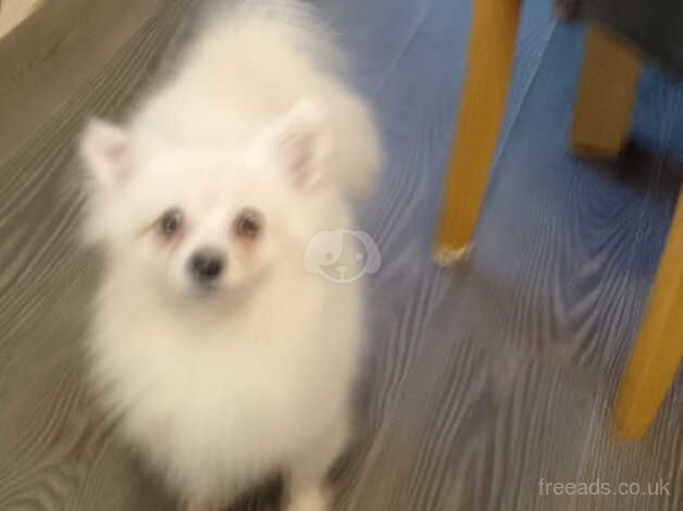 Pomeranian x for sale in Bishop's Hull, Somerset - Image 5