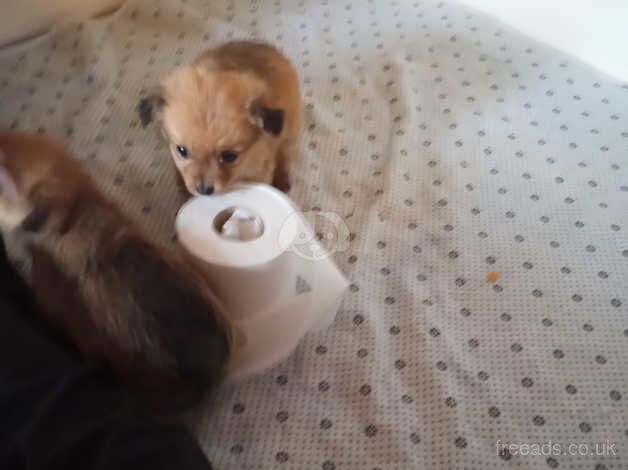 Pomeranian x for sale in Swindon, Wiltshire