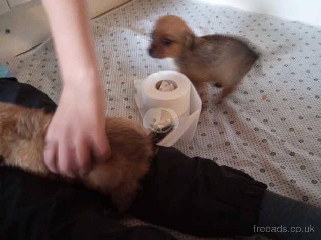 Pomeranian Puppies for sale