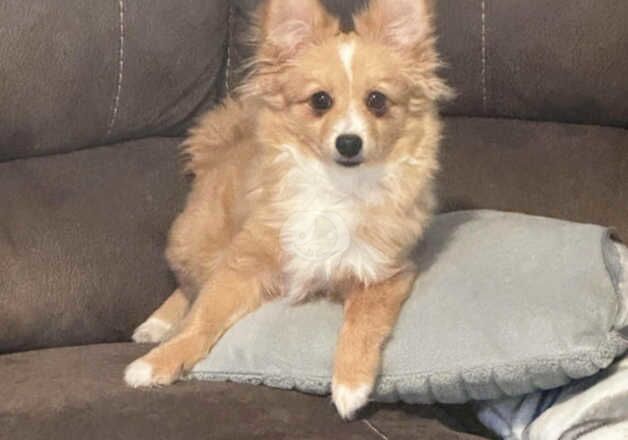 Pomeranian x spitz for sale in Wakefield, West Yorkshire