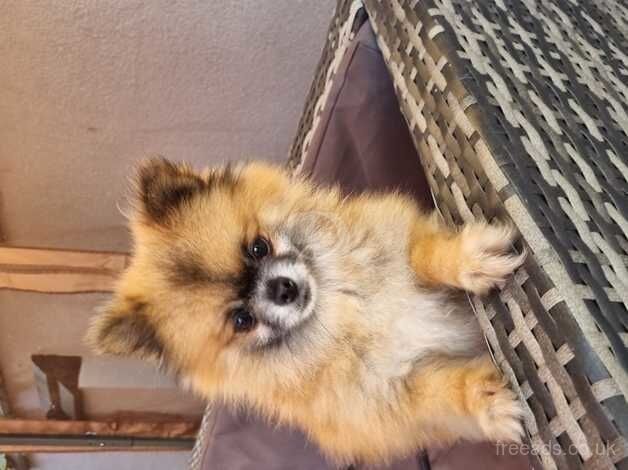 Pomeranian xxs boy for sale in Leicestershire