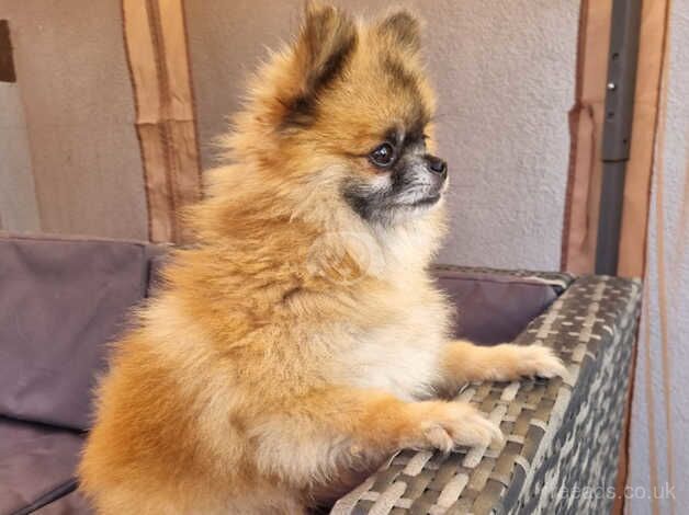 Pomeranian xxs boy for sale in Leicestershire - Image 2