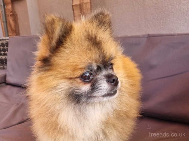 Pomeranian xxs boy for sale in Leicestershire - Image 3