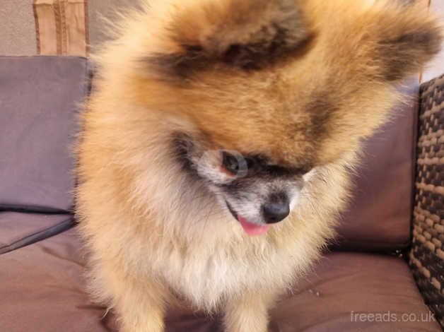 Pomeranian xxs boy for sale in Leicestershire - Image 4