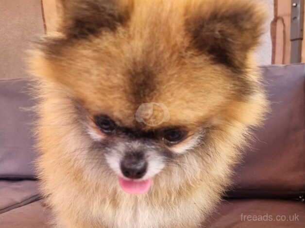 Pomeranian xxs boy for sale in Leicestershire - Image 5