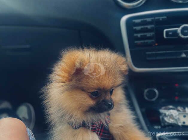 Pomeranian xxx smull for sale in Boston, Lincolnshire