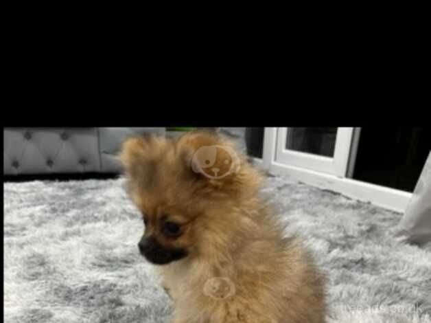 Pomeranian xxx smull for sale in Boston, Lincolnshire - Image 2