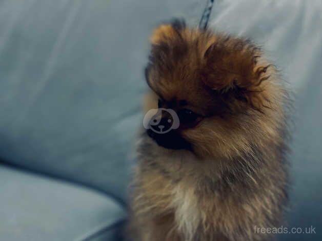 Pomeranian xxx smull for sale in Boston, Lincolnshire - Image 3