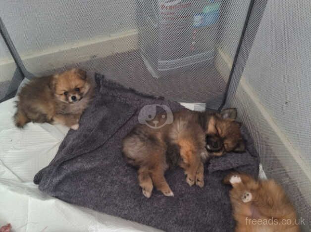 Pomeranians for sale in Wellingborough, Northamptonshire - Image 1