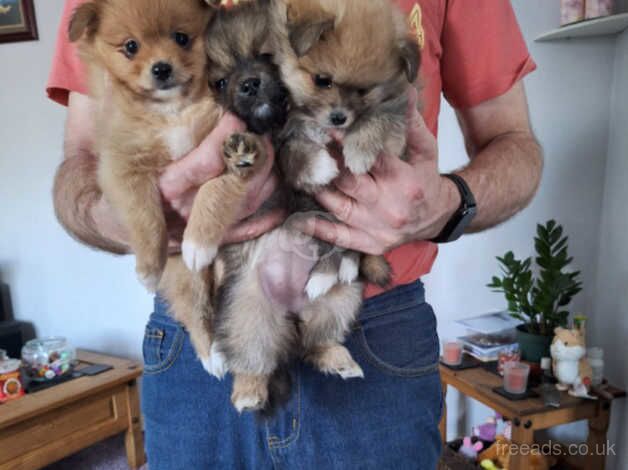 Pomeranians for sale in Wellingborough, Northamptonshire - Image 2